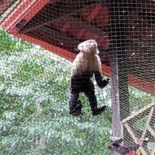 Pet Safety Nets installation image Monkey 1